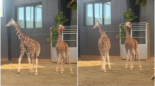 Cazul ciudat al puilor de girafă înalți de 2 metri care au dispărut fără urmă dintr un zoo. Au fost găsiți după aproape un an