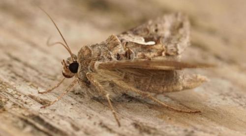 Misterul fluturilor Buha gamma care au invadat Capitala. Specialist: E una dintre cele mai spectaculoase migrații din lumea insectelor