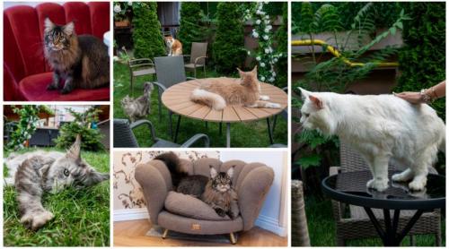 Prima cafenea cu pisici Maine Coon din România se deschide în București: Cum arată locul inedit cu „uriașe blânde”