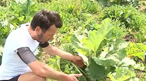 Primul român care cultivă rubarbă a dat lovitura. Afacerea profitabilă de la Nadeș a pornit de la 1.200 de rizomi aduși din Germania