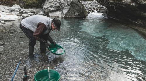 S a descoperit aur în aluviunile din Someșul Mare. Până acum s au recuperat câteva kilograme, după ce s a excavat nisip și pietriș
