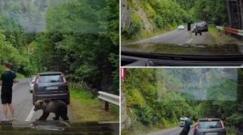 "Chiar și ursul e confuz". Cu ochii în telefon, un turist a fost la un pas să fie mușcat pe Transfăgărășan