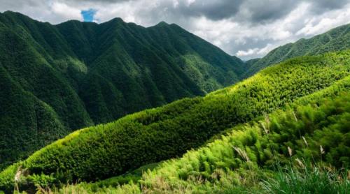 China a plantat 66 de miliarde de copaci în „Marele Zid Verde”. Aceștia par să crească mult mai repede decât cei din pădurile naturale