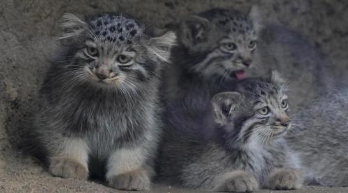 Creaturi pufoase din preistorie: pui de manul s au născut la un zoo din Japonia. Felina arată la fel de 6 milioane de ani