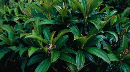 În 1937, o grădină botanică din Tahiti a plantat un pom. Azi produce 8,9 milioane de semințe și pune în pericol pădurile tropicale