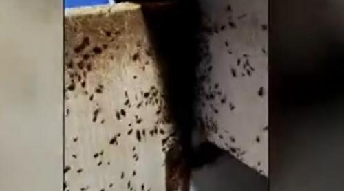 Invazie de ploșnițe în mai multe blocuri din Capitală. Oamenii aruncă mobila sau chiar își vând apartamentele din cauza insectelor