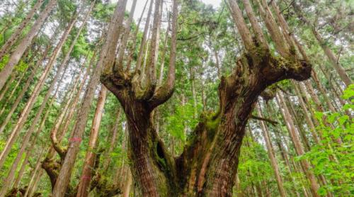 Japonia are o metodă veche de 600 de ani prin care un copac produce lemn timp de secole fără să fie tăiat. Cum funcționează Daisugi