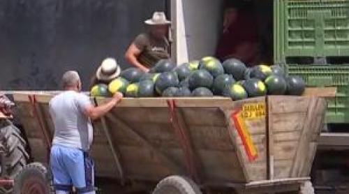 Locul în care producătorii îşi vând pepenii pe nimic. Fermierii sunt disperaţi
