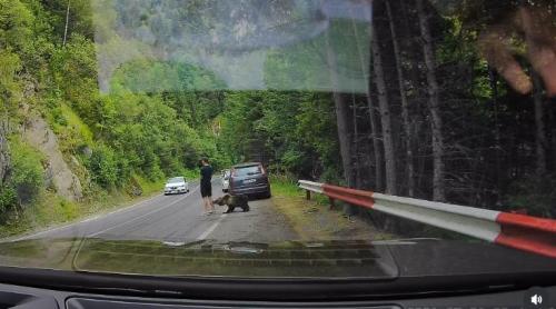 Scene ireale pe Transfăgărășan. Un turist ocupat cu telefonul n a văzut că un urs era în spatele lui și îi adulmeca picioarele