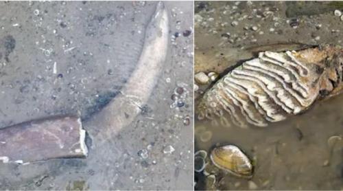 Un mamut preistoric a ieșit la iveală, la Ruse, în albia Dunării, după ce fluviul a secat. A fost găsit de un țăran bulgar