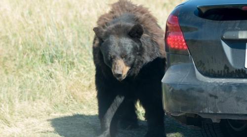 Un urs a intrat într o mașină, s a închis înăuntru și a claxonat toată noaptea, spre disperarea vecinilor