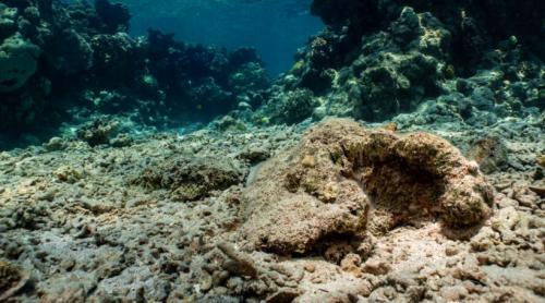 Un zăcământ uriaş de aur a fost descoperit la 700 de metri adâncime în ocean, în apropierea coastei Japoniei