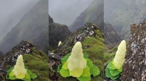 Este mai înaltă decât un om și înflorește o dată în viață. Cea mai ciudată și mai rară floare himalayană care sfidează natura