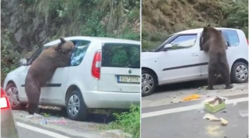 Un urs care a găsit o mașină parcată pe Transfăgărășan s a apucat să caute mâncare și a făcut prăpăd în ea