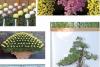 Crizantema, un adevărat spectacol de formă şi culoare 18373139