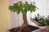 Artă şi tradiţie orientală: bonsai, suiseki şi saikei 18406223