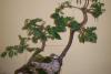 Artă şi tradiţie orientală: bonsai, suiseki şi saikei 18406224