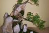 Artă şi tradiţie orientală: bonsai, suiseki şi saikei 18406226