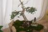 Artă şi tradiţie orientală: bonsai, suiseki şi saikei 18406227