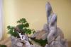 Artă şi tradiţie orientală: bonsai, suiseki şi saikei 18406228