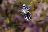 Raliul Dakar 2011 în imagini 18416555