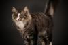 SofistiCAT 18428436
