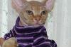 SofistiCAT 18428437