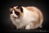 SofistiCAT 18428438
