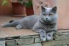 SofistiCAT 18428440