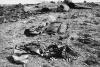 "AREA 51": Imagini declasificate cu cel mai secret loc de pe Pământ!. 4553