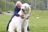 Prietenie extremă între un bărbat şi un urs polar. Vezi fotografii incredibile! 355817