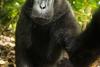 "Macacul zâmbăreţ" – maimuţa care a furat aparatul foto pentru a-şi face autoportretul 408937