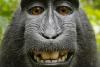 "Macacul zâmbăreţ" – maimuţa care a furat aparatul foto pentru a-şi face autoportretul 408939