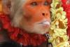 Un indian şi-a însurat... maimuţa fumătoare (Foto) 521509