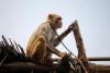 Un indian şi-a însurat... maimuţa fumătoare (Foto) 521513