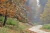 Drumul lui Băsescu distruge ultima pădure virgină din UE 768676