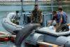 Arma secretă a SUA: Americanii pregătesc delfini pentru război 834125