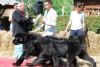 900 de câini au lătrat la Tîrgu-Mureş 1497482