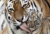Ziua Mondială a Animalelor 1845024