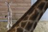 Ziua Mondială a Animalelor 1845030