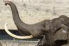 Ziua Mondială a Animalelor 1845031