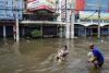 Câinii printre victimele inundaţiilor din Tailanda 2044299