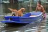 Câinii printre victimele inundaţiilor din Tailanda 2044302