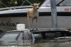 Câinii printre victimele inundaţiilor din Tailanda 2044303