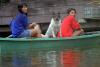 Câinii printre victimele inundaţiilor din Tailanda 2044304