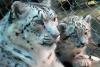 8 noiembrie 2011. Imaginile zilei 2471825