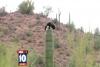 O pisică a rămas înţepenită trei zile pe un cactus gigant, de 6 metri înălţime (VIDEO) 2577831