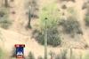 O pisică a rămas înţepenită trei zile pe un cactus gigant, de 6 metri înălţime (VIDEO) 2577833