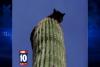 O pisică a rămas înţepenită trei zile pe un cactus gigant, de 6 metri înălţime (VIDEO) 2577835