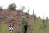 O pisică a rămas înţepenită trei zile pe un cactus gigant, de 6 metri înălţime (VIDEO) 2577836
